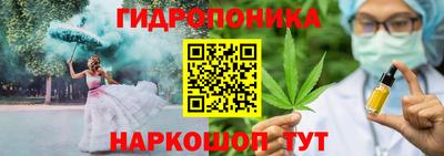 крисы Шебекино